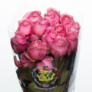ROSE GAR ROMANTIC ANTIKE 50